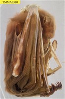 藏品(臺灣狐蝠)的圖片